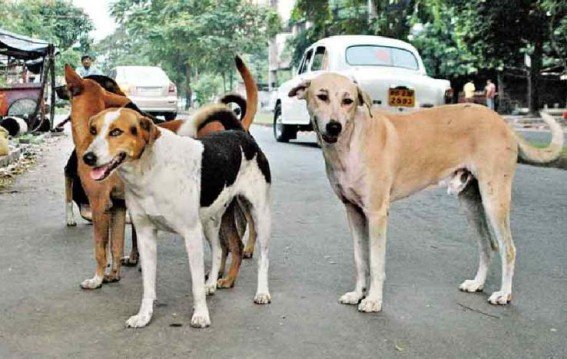 Delhi’s Stray Dog Row